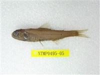 藏品(奈氏眼眶魚)的圖片